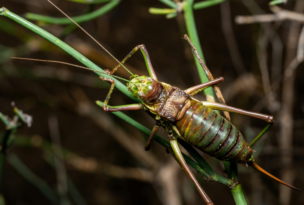 Venta de alimento vivo | INSECMA
