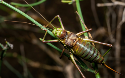 Venta de alimento vivo | INSECMA
