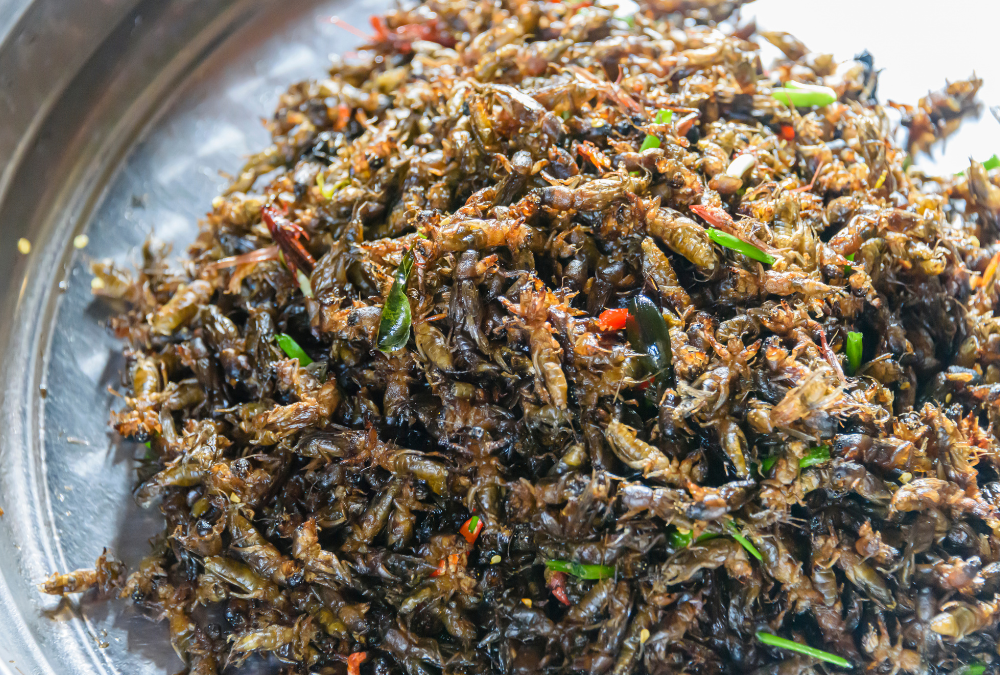 Venta de alimento de grillo | INSECMA