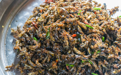 Venta de alimento de grillo | INSECMA